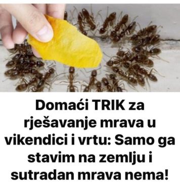 Domaći TRIK za rješavanje mrava u vikendici i vrtu: Samo ga stavim na zemlju i sutradan mrava nema! - featured image