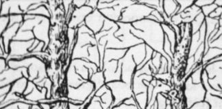 Prva životinja koju vidite na ilustraciji otkriće vam apsolutno sve o vašoj ličnosti i to bez greške - featured image
