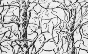 Prva životinja koju vidite na ilustraciji otkriće vam apsolutno sve o vašoj ličnosti i to bez greške - featured image