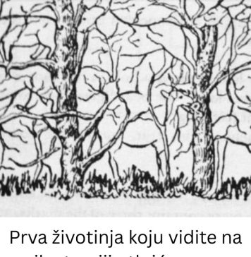 Prva životinja koju vidite na ilustraciji otkriće vam apsolutno sve o vašoj ličnosti i to bez greške - featured image