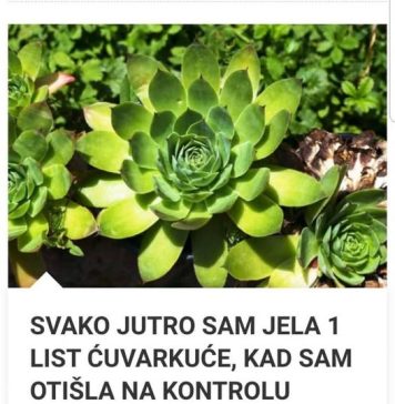 SVAKO JUTRO JE JELA 1 LIST ČUVARKUĆE: Kad je otišla u bolnicu doktor se hvatao za glavu - featured image