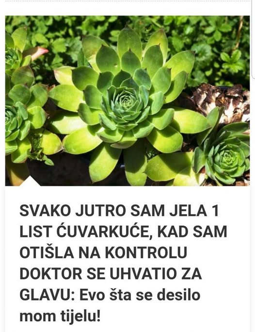 SVAKO JUTRO JE JELA 1 LIST ČUVARKUĆE: Kad je otišla u bolnicu doktor se hvatao za glavu - featured image