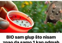 BIO sam glup što nisam znao da samo 1 kap OVOGA odmah tjera komarce, miševe, mrave, moljce! (FOTO) - featured image