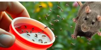 BIO sam glup što nisam znao da samo 1 kap OVOGA odmah tjera komarce, miševe, mrave, moljce! (FOTO) - featured image