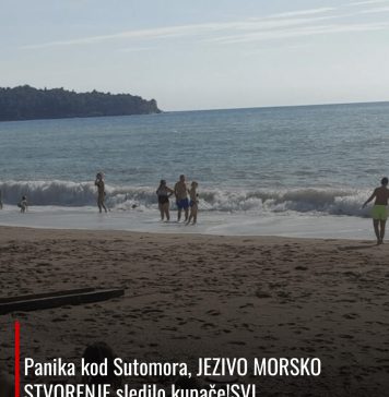 Panika kod Sutomora, JEZIVO MORSKO STVORENJE sledilo kupače!SVI PREDTRAVLJENI POBJEGLI SA PLAŽE GLAVOM BEZ OBZIRA!!! Panika kod Sutomora, JEZIVO MORSKO STVORENJE sledilo kupače!SVI PREDTRAVLJENI POBJEGLI SA PLAŽE GLAVOM BEZ OBZIRA!!! - featured image