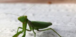 Ako vam ovaj insekt uđe u stan budite srećni: Kažu da s razlogom bira kuću, a poruka koju nosi je predivna - featured image