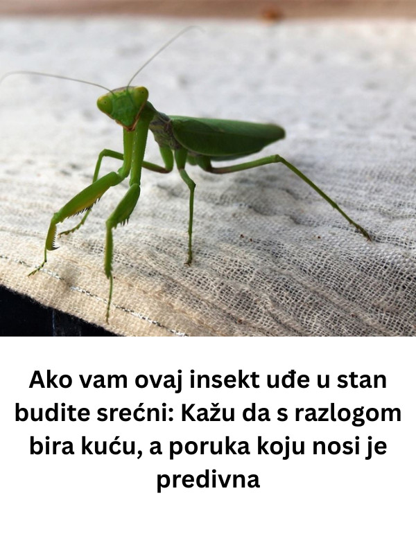 Ako vam ovaj insekt uđe u stan budite srećni: Kažu da s razlogom bira kuću, a poruka koju nosi je predivna - featured image Ako vam ovaj insekt uđe u stan budite srećni: Kažu da s razlogom bira kuću, a poruka koju nosi je predivna - featured image