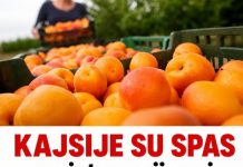 Kajsije su spas za jetru, crijeva i visok holesterol: Ova grupa ljudi nikako ne smije da ih jede Kajsije su spas za jetru, crijeva i visok holesterol: Ova grupa ljudi nikako ne smije da ih jede - featured image