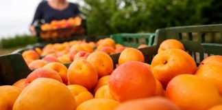 Kajsije su spas za jetru, crijeva i visok holesterol: Ova grupa ljudi nikako ne smije da ih jede - featured image