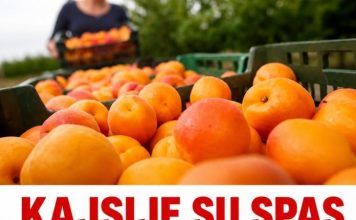 Kajsije su spas za jetru, crijeva i visok holesterol: Ova grupa ljudi nikako ne smije da ih jede - featured image