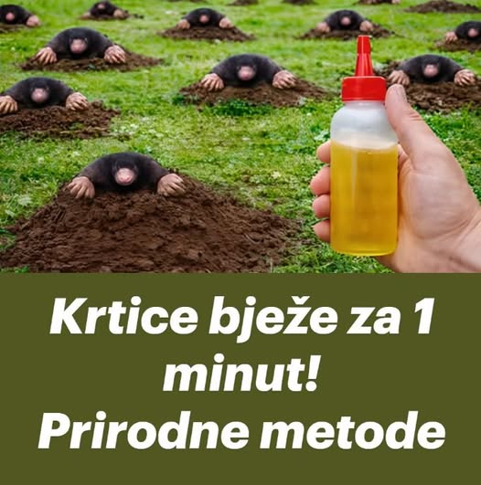 Krtice bježe za 1 minut! Prirodne metode - featured image Krtice bježe za 1 minut! Prirodne metode - featured image