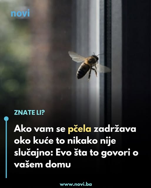 Ako vam se pčela zadržava oko kuće to nikako nije slučajno: Evo šta to govori o vašem domu - featured image Ako vam se pčela zadržava oko kuće to nikako nije slučajno: Evo šta to govori o vašem domu - featured image