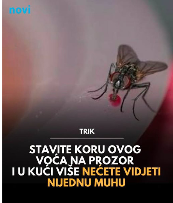 Stavite koru ovog voća na prozor i u kući više nećete vidjeti nijednu muhu - featured image Stavite koru ovog voća na prozor i u kući više nećete vidjeti nijednu muhu - featured image