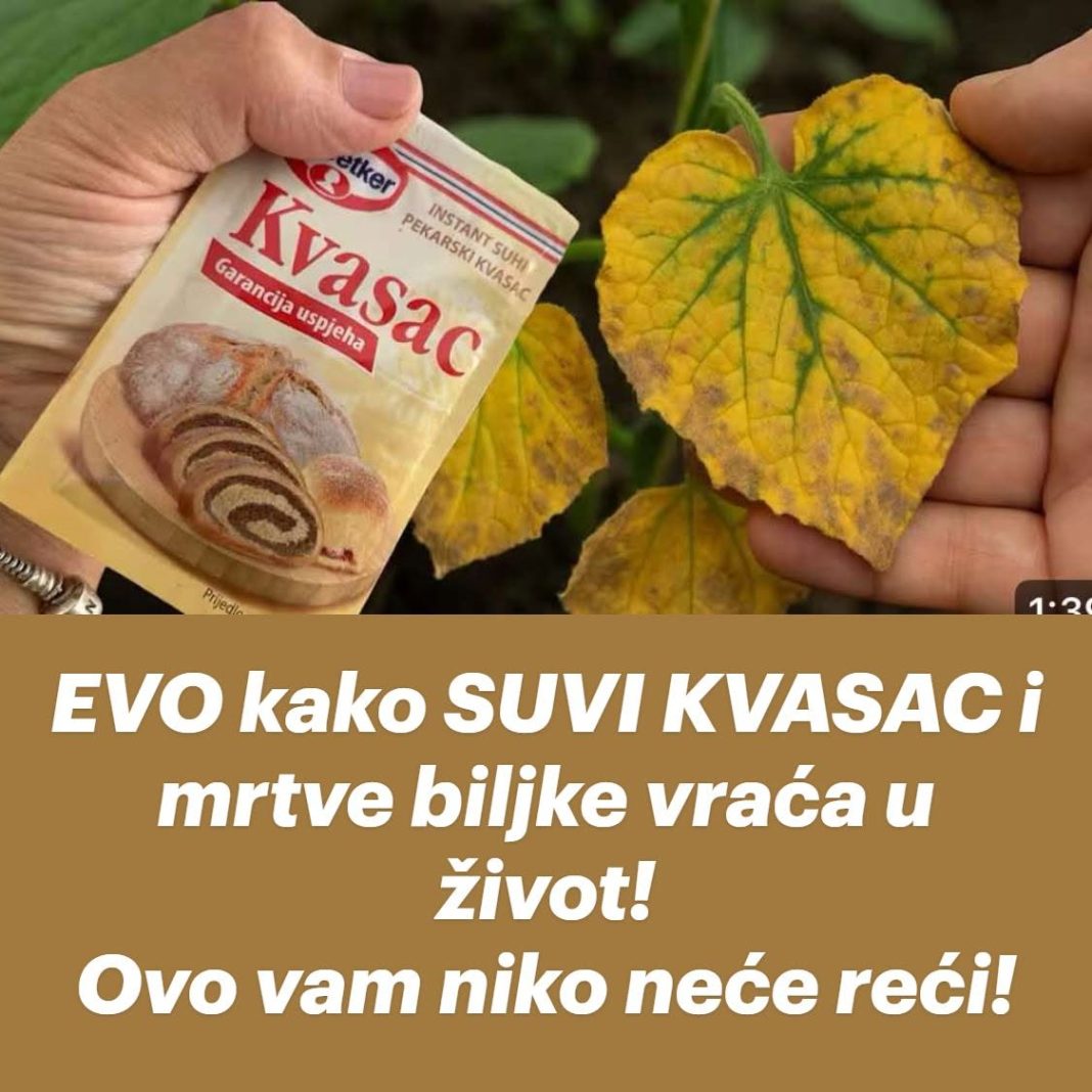 EVO kako SUVI KVASAC i mrtve biljke vraća u život! Ovo vam niko neće reći! - featured image EVO kako SUVI KVASAC i mrtve biljke vraća u život! Ovo vam niko neće reći! - featured image
