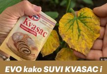 EVO kako SUVI KVASAC i mrtve biljke vraća u život! Ovo vam niko neće reći! - featured image