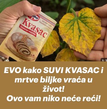 EVO kako SUVI KVASAC i mrtve biljke vraća u život! Ovo vam niko neće reći! - featured image