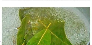 Ovaj recept za mršavljenje kombinuje zeleni čaj, cimet i lovorov list kako bi se ubrzao metabolizam i pomoglo u gubitku težine, posebno na kritičnim područjima kao što su stomak, butine i zadnjica. Evo kako pripremiti i primijeniti ovaj napitak: - featured image