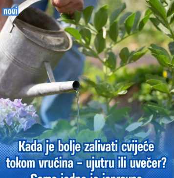 NE PRAVITE OVU GREŠKU TOKOM VRUĆINA! 🌺☀️ Kada je pravo vrijeme za zalivanje cvijeća – ujutru ili uvečer? Samo jedno daje najbolje rezultate! - featured image