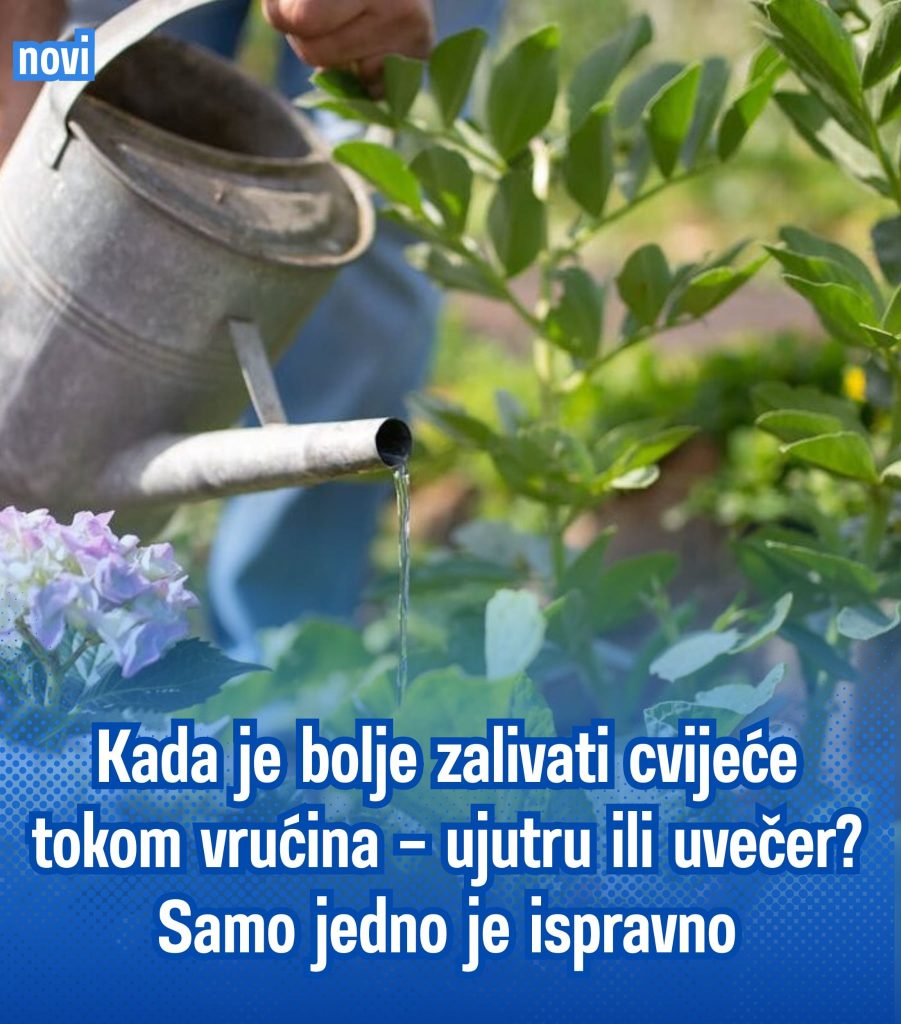 NE PRAVITE OVU GREŠKU TOKOM VRUĆINA! 🌺☀️ Kada je pravo vrijeme za zalivanje cvijeća – ujutru ili uvečer? Samo jedno daje najbolje rezultate! - featured image NE PRAVITE OVU GREŠKU TOKOM VRUĆINA! 🌺☀️ Kada je pravo vrijeme za zalivanje cvijeća – ujutru ili uvečer? Samo jedno daje najbolje rezultate! - featured image