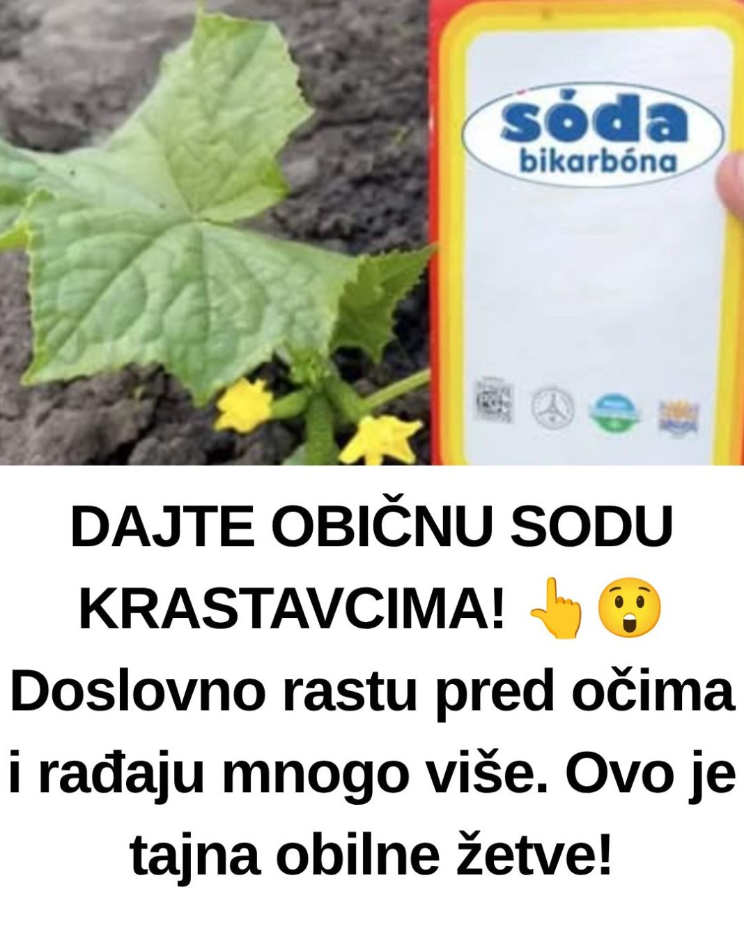 DAJTE OBIČNU SODU KRASTAVCIMA! 👆😲 Doslovno rastu pred očima i rađaju mnogo više. Ovo je tajna obilne žetve! - featured image
