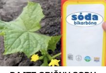 DAJTE OBIČNU SODU KRASTAVCIMA! 👆😲 Doslovno rastu pred očima i rađaju mnogo više. Ovo je tajna obilne žetve! - featured image