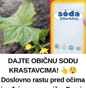 DAJTE OBIČNU SODU KRASTAVCIMA! 👆😲 Doslovno rastu pred očima i rađaju mnogo više. Ovo je tajna obilne žetve! - featured image