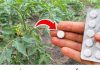 🍅 PARADAJZ ĆE EKSPLODIRATI OD RODA! Tajna je samo JEDNA tableta u 1 litru vode! 🍅 PARADAJZ ĆE EKSPLODIRATI OD RODA! Tajna je samo JEDNA tableta u 1 litru vode! - featured image