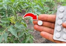 🍅 PARADAJZ ĆE EKSPLODIRATI OD RODA! Tajna je samo JEDNA tableta u 1 litru vode! 🍅 PARADAJZ ĆE EKSPLODIRATI OD RODA! Tajna je samo JEDNA tableta u 1 litru vode! - featured image