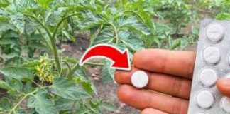 🍅 PARADAJZ ĆE EKSPLODIRATI OD RODA! Tajna je samo JEDNA tableta u 1 litru vode! - featured image