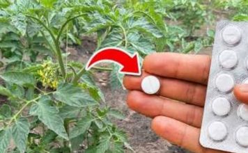🍅 PARADAJZ ĆE EKSPLODIRATI OD RODA! Tajna je samo JEDNA tableta u 1 litru vode! 🍅 PARADAJZ ĆE EKSPLODIRATI OD RODA! Tajna je samo JEDNA tableta u 1 litru vode! - featured image