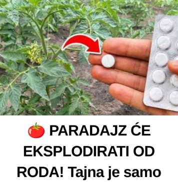 🍅 PARADAJZ ĆE EKSPLODIRATI OD RODA! Tajna je samo JEDNA tableta u 1 litru vode! 🍅 PARADAJZ ĆE EKSPLODIRATI OD RODA! Tajna je samo JEDNA tableta u 1 litru vode! - featured image