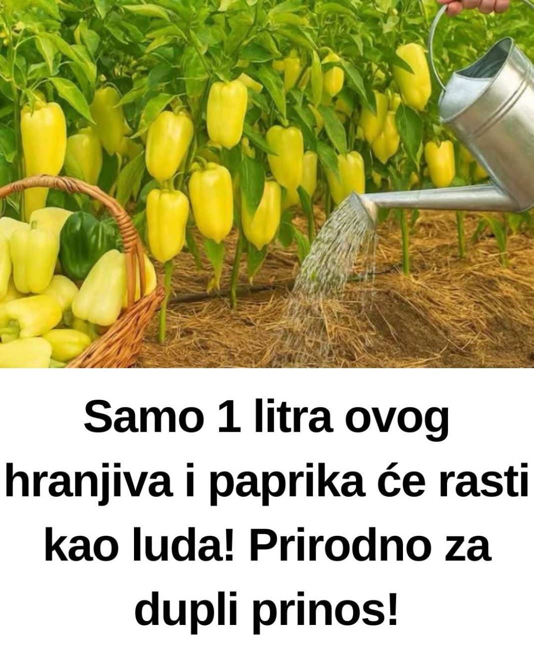 Samo 1 litra ovog hranjiva i paprika će rasti kao luda! Prirodno za dupli prinos! - featured image