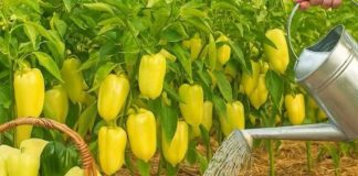 Samo 1 litra ovog hranjiva i paprika će rasti kao luda! Prirodno za dupli prinos! - featured image