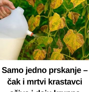 Samo jedno prskanje – čak i mrtvi krastavci ožive i daju krupne plodove. - featured image