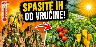 TROPSKE VRUĆINE SU STIGLE! 4 OBAVEZNA KORAKA da ODMAH spasite paradajz i paprike! - featured image