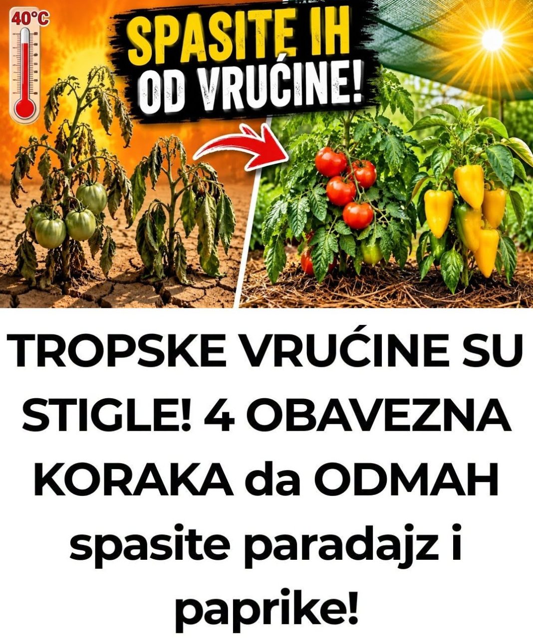TROPSKE VRUĆINE SU STIGLE! 4 OBAVEZNA KORAKA da ODMAH spasite paradajz i paprike! - featured image TROPSKE VRUĆINE SU STIGLE! 4 OBAVEZNA KORAKA da ODMAH spasite paradajz i paprike! - featured image