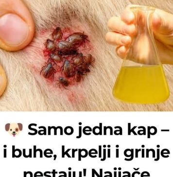 🐶 Samo jedna kap – i buhe, krpelji i grinje nestaju! Najjače prirodno rješenje… - featured image