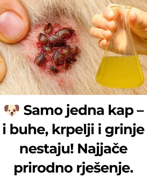 đ¶ Samo jedna kap â i buhe, krpelji i grinje nestaju! NajjaÄe prirodno rjeĆĄenje⊠- featured image đ¶ Samo jedna kap â i buhe, krpelji i grinje nestaju! NajjaÄe prirodno rjeĆĄenje⊠- featured image