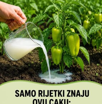 Samo rijetki znaju ovu caku: Zalijte mlade paprike ovim rastvorom i rodiće kao nikad prije! - featured image