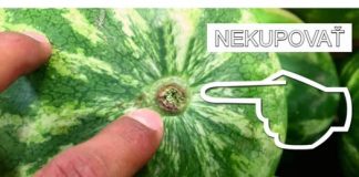 DONOSIMO VAM NAJBOLJI savjet za odabir slatke lubenice: NIKAD mi se nije dogodila nezrela ili ne baš slatka! - featured image