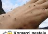 KOMARCI nestaju kao ludi uz ovaj GENIJALAN trik! 😱🦟 Bez struje, bez otrova i bez skupih preparata — metoda koja uništava milione komaraca i stvarno djeluje!