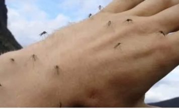 KOMARCI nestaju kao ludi uz ovaj GENIJALAN trik! 😱🦟 Bez struje, bez otrova i bez skupih preparata — metoda koja uništava milione komaraca i stvarno djeluje!