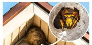 Domaći TRIK za otklanjanje stršljena: Samo sam ga stavio u baštu i sutradan ih nema! - featured image