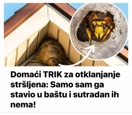 Domaći TRIK za otklanjanje stršljena: Samo sam ga stavio u baštu i sutradan ih nema! - featured image Domaći TRIK za otklanjanje stršljena: Samo sam ga stavio u baštu i sutradan ih nema! - featured image
