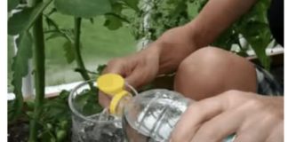Znate li zašto paradajzu treba davati obično SIRĆE u julu? To je glavni razlog zašto mi svake godine svi moji susjedi zavide moju žetvu! - featured image