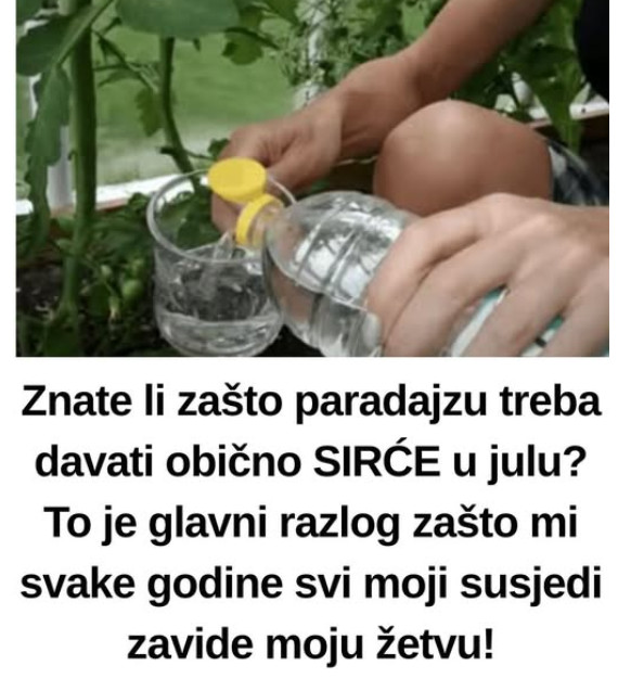 Znate li zašto paradajzu treba davati obično SIRĆE u julu? To je glavni razlog zašto mi svake godine svi moji susjedi zavide moju žetvu! - featured image