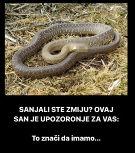 Šta znači sanjati zmiju: Evo kada je to dobar znak, a kada loš - featured image Šta znači sanjati zmiju: Evo kada je to dobar znak, a kada loš - featured image