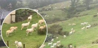 SNIMALA OVCE pa primjetila nešto vrlo čudno: “Nisam mogla vjerovati svojim očima! Kako je to moguće?” - featured image