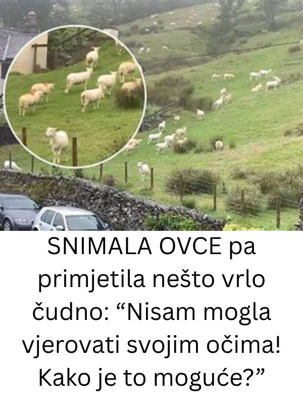 SNIMALA OVCE pa primjetila nešto vrlo čudno: “Nisam mogla vjerovati svojim očima! Kako je to moguće?” - featured image
