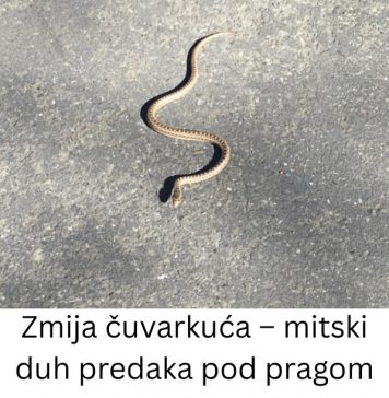 Zmija čuvarkuća – IZAĐE SAMO U JEDNOM SLUČAJU, nikada se ne ubija! (FOTO) Zmija čuvarkuća – IZAĐE SAMO U JEDNOM SLUČAJU, nikada se ne ubija! (FOTO) - featured image